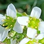 Cochlearia anglica Virág