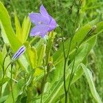 Campanula rotundifolia Květ