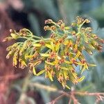 Bethencourtia palmensis 花