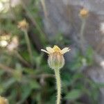 Tridax procumbens Квітка