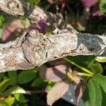 Rosa laevigata Bark