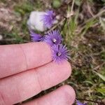 Soldanella alpinaΛουλούδι