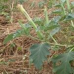 Datura discolor Leaf