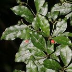 Psychotria biaristata Plod