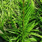 Liatris pycnostachya Hoja