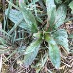 Epilobium tetragonum Лист