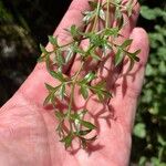 Laserpitium gallicum Leaf