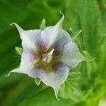 Trichodesma zeylanicum Flower