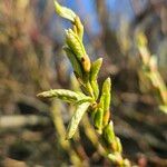 Salix triandra Levél