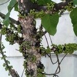 Ficus heteropoda