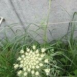 Daucus pusillus Folha