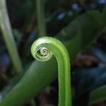 Microsorum punctatum Leaf