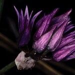Allium siskiyouense Λουλούδι