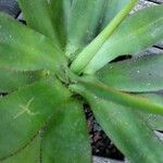 Agave chiapensis 其他