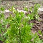 Pimpinella anisum Lapas