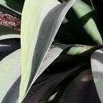 Agave shaferi Blad