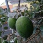 Feijoa sellowianaMeyve