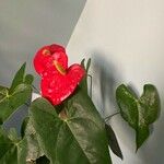 Anthurium andraeanumHoja