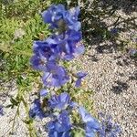 Polemonium caeruleumFlor