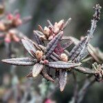Rhododendron pubescens Fruto