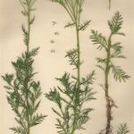 Achillea chamaemelifolia Облик