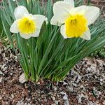 Narcissus bicolor Blomst