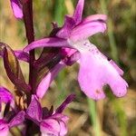 Anacamptis palustris Цвят