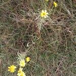 Senecio inaequidensFiore