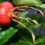 Rosa blanda Fruit