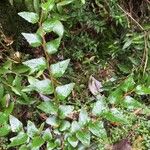 Nothofagus nitida その他の提案