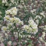 Alternanthera flavescens Fleur