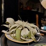 Tillandsia xerographica RohwederLeaf