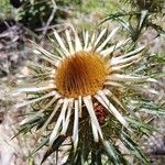 Carlina vulgaris फूल