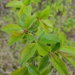 Prunus cerasus Φύλλο