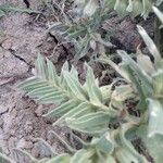 Nonea vesicaria Hoja