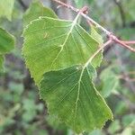 Betula pubescens Leaf