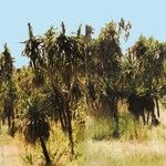 Pandanus spiralis Hábito