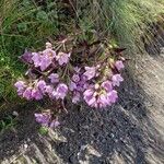 Gentianella dasyantha Yeri