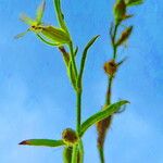 Silene gallica Blüte