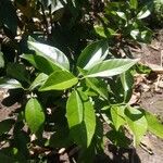 Citrus × aurantium List
