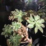 Aeonium leucoblepharum Corteza
