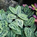 Dieffenbachia grayumiana Flor