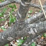 Salvadora australis बार्क (छाल)