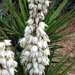 Yucca madrensis Хабит