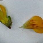 Lotus hispidus Blomma