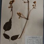 Clematis buchananiana Altres