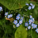 Myosotis nemorosa Flor