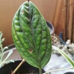 Monstera siltepecana Leaf