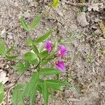 Lathyrus vernus फूल