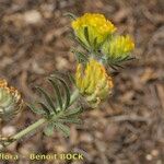 Anthyllis hamosa Other